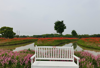 花开海上生态园第 9 张图片