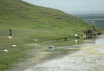 天鹅湖第 7 张图片
