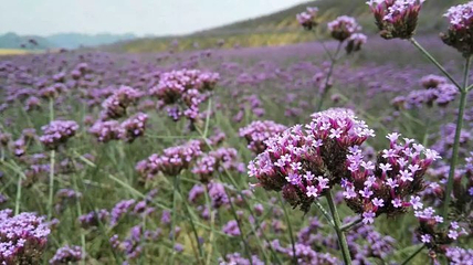 黔北花海第 17 张图片