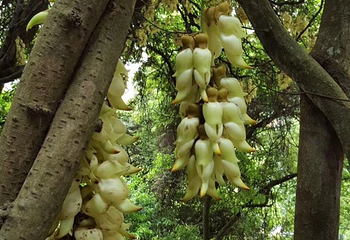 五彩禾雀花基地第 11 张图片