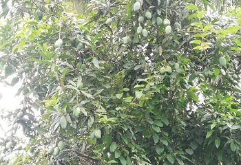 湄公河水底世界第 4 张图片