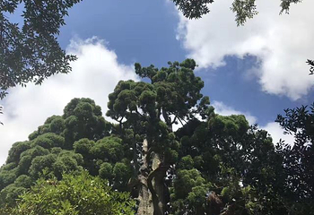 鼓岭国家级旅游度假区第 30 张图片
