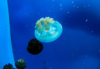 盐城海昌海洋探索馆第 63 张图片