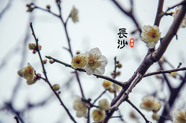 橘子洲景区第 150 张图片