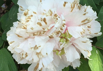 曹州百花园第 32 张图片