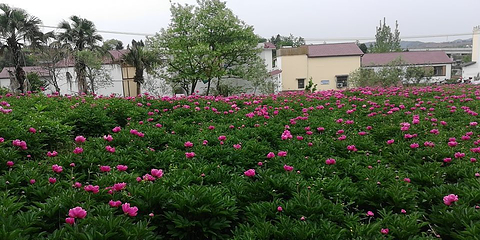 广兴芍药园第 6 张图片