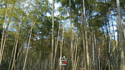 长乐林场第 6 张图片