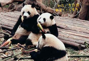 成都大熊猫繁育研究基地第 806 张图片