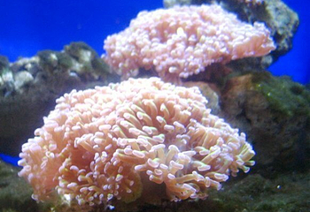 大明湖海底世界第 40 张图片