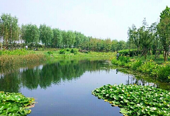 泰山村龙翔千稼集旅游风景区第 13 张图片