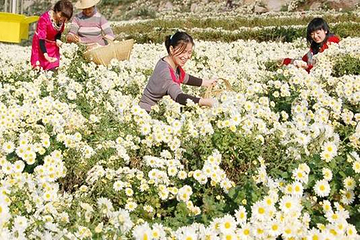 麻城市黄土岗菊花园第 2 张图片