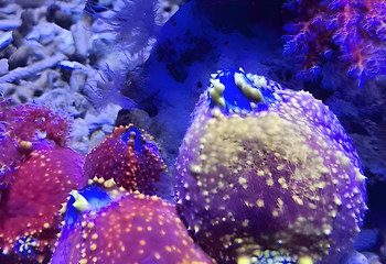 青岛海底世界第 131 张图片