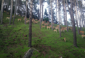 金山鹿苑第 48 张图片