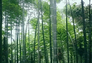 沐川竹海旅游景区第 25 张图片