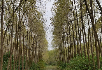 金湖水上森林景区第 8 张图片