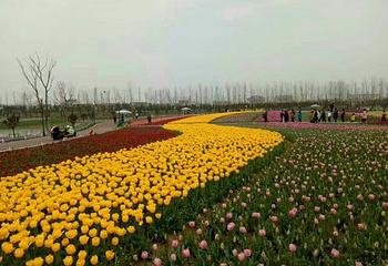 武汉花世界第 38 张图片