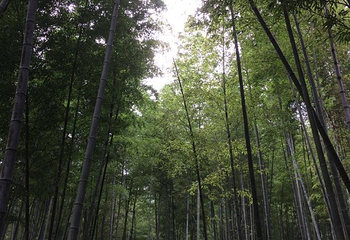 漓江源大峡谷第 21 张图片