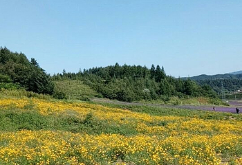 岗山花海第 30 张图片
