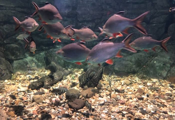 盐城海昌海洋探索馆第 75 张图片