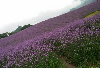 红池坝风景区第 31 张图片