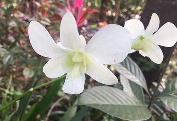 兴隆热带花园第 29 张图片
