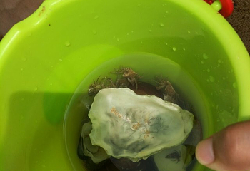 小石岛第 30 张图片
