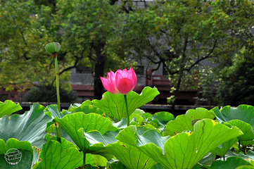 四川大学(望江校区)第 49 张图片
