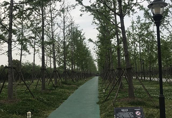 宋夹城体育休闲公园第 28 张图片