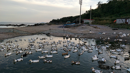 庄河石城岛第 6 张图片