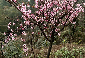 龙茶花海第 31 张图片
