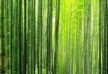 赤水竹海公园第 27 张图片