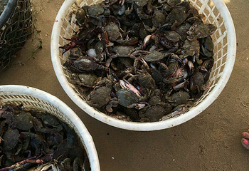 白沙湾海滨浴场第 24 张图片