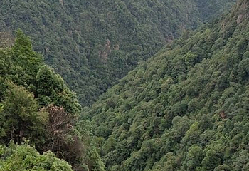三百山景区第 30 张图片