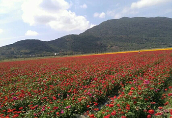 凤凰花海第 30 张图片