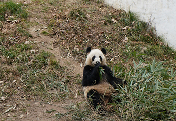 佛坪熊猫谷旅游区第 37 张图片