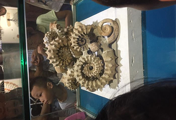 青岛贝壳博物馆第 34 张图片