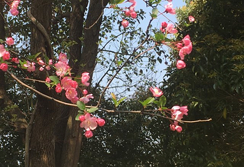 荻浦花海第 17 张图片