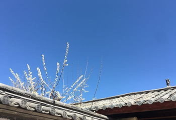 拉市海云端彼岸农庄第 24 张图片