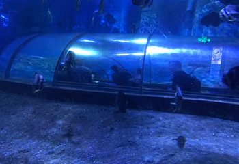 厦门鼓浪屿海底世界第 60 张图片