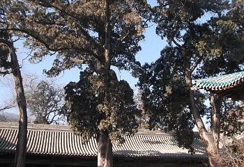 窦大夫祠第 14 张图片