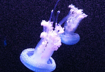 南海洋水母王国第 33 张图片