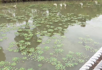 水八仙生态园第 24 张图片