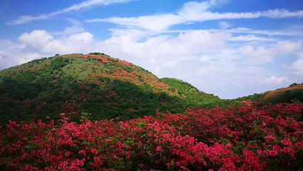 大围山国家森林公园第 66 张图片
