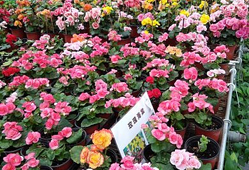 青瓦房古村落第 34 张图片