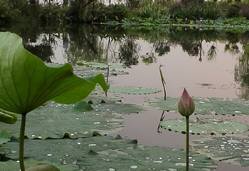 南京杨柳湖风景区第 14 张图片
