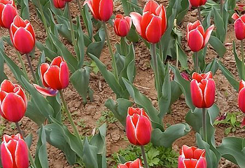 豪泽国际郁金香花海欢乐城第 72 张图片