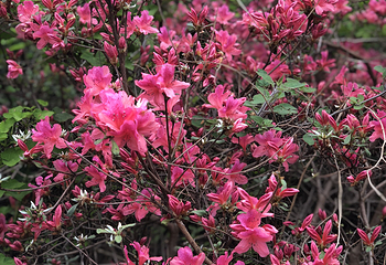 蔡甸消泗油菜花第 20 张图片