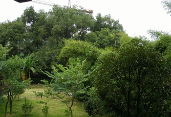 桂林园林植物园第 26 张图片