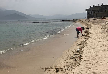 大鹏普罗旺斯花海第 14 张图片