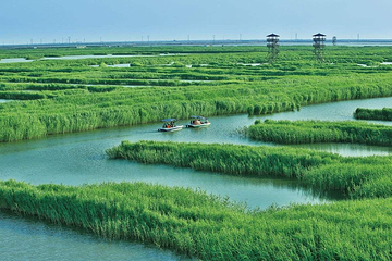 高邮湖芦苇荡湿地公园第 19 张图片